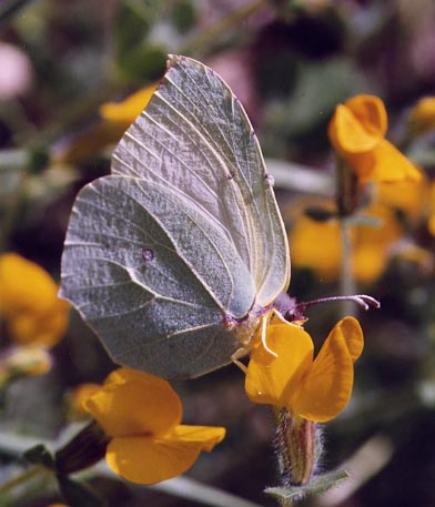 Farfalle diurne di primavera